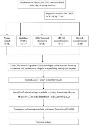 Diabetes with kidney injury may change the abundance and cargo of urinary extracellular vesicles